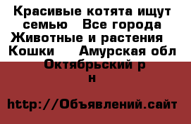 Красивые котята ищут семью - Все города Животные и растения » Кошки   . Амурская обл.,Октябрьский р-н